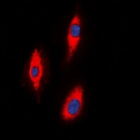 ZNRF2 antibody
