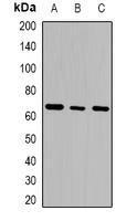 GTPBP2 Rabbit Polyclonal Antibody