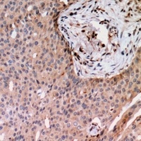 Anti-RAB24 Antibody