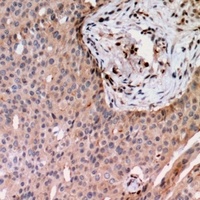 RAB24 antibody