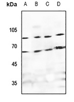TAGAP Antibody
