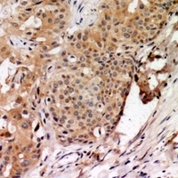 TAGAP Antibody