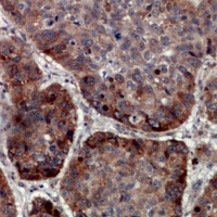 TRAPPC5 antibody