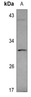 VGLL2 Antibody