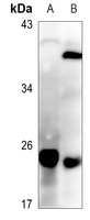 SFT2D3 Antibody