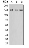 NIF1 Rabbit Polyclonal Antibody