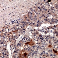 SLC30A2 antibody