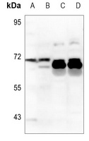 ZP2 Antibody