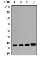 VSIG2 Antibody