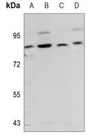 RLK Antibody