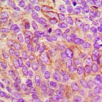 LILRB5 antibody