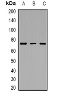 c-Myb (Acetyl-K471) Rabbit Polyclonal Antibody