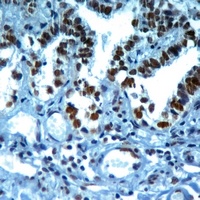 Histone H3 (TriMethyl-K37) Antibody