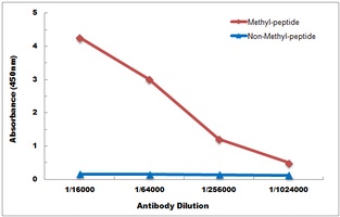 HIST1H3A antibody