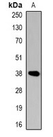 CREB (Phospho-S129) Antibody