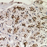 CREB1 antibody