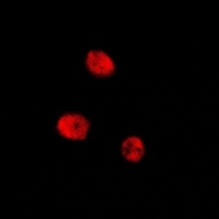 CREB1 antibody