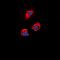 Anti-GAP43 (Phospho-S41) Antibody