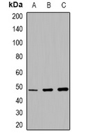 MMP13 Antibody