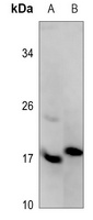 ASF1A Antibody