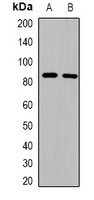 ZNF541 Antibody