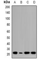 NTPCR Antibody