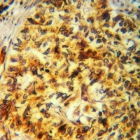 Anti-FUK Antibody