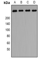 PIP5K Antibody
