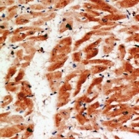 COX IV antibody