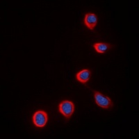 COX IV antibody