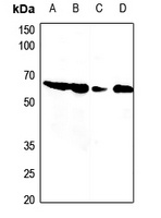 PDCD12 Antibody