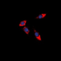 AVEN antibody