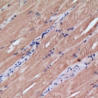 MRPS18C antibody