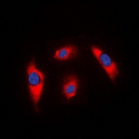 Anti-MRPS18C Antibody