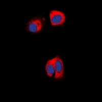 AAK1 antibody