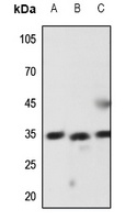 Latexin Antibody