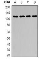 Desmoglein 1 Antibody