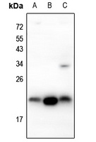 IGF1 Antibody