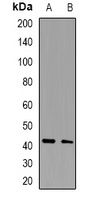 MKK1 Antibody