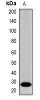 LAT Antibody