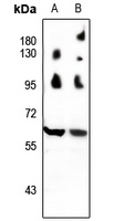 Beclin-1 Rabbit Polyclonal Antibody