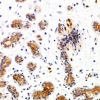 Anti-SEC22B Antibody