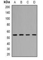 WIPI1 Rabbit Polyclonal Antibody