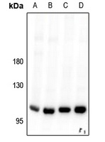 VPS34 Antibody