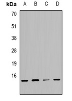 Histone H2B Rabbit Polyclonal Antibody