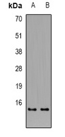 Alpha-tubulin Antibody