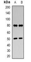 Ub Rabbit Polyclonal Antibody