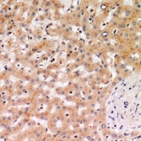 UBA52 antibody