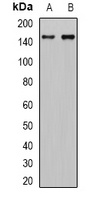 VEGFR3 Antibody