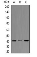 CD33 Antibody